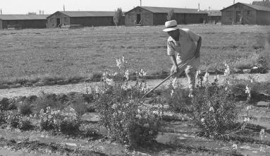 Black and white image of single farmer with a tool working on the sugar beet farm